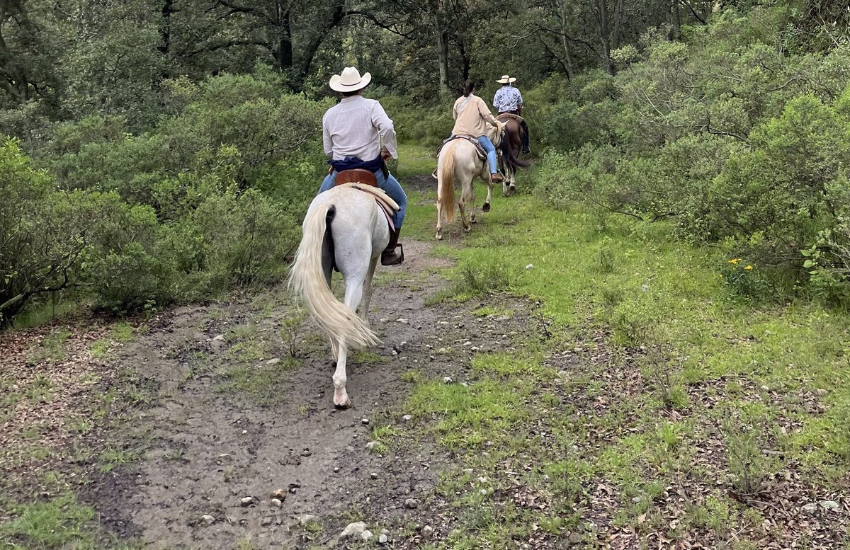 Cabalgata a caballo por senderos del bosque en el centro hípico