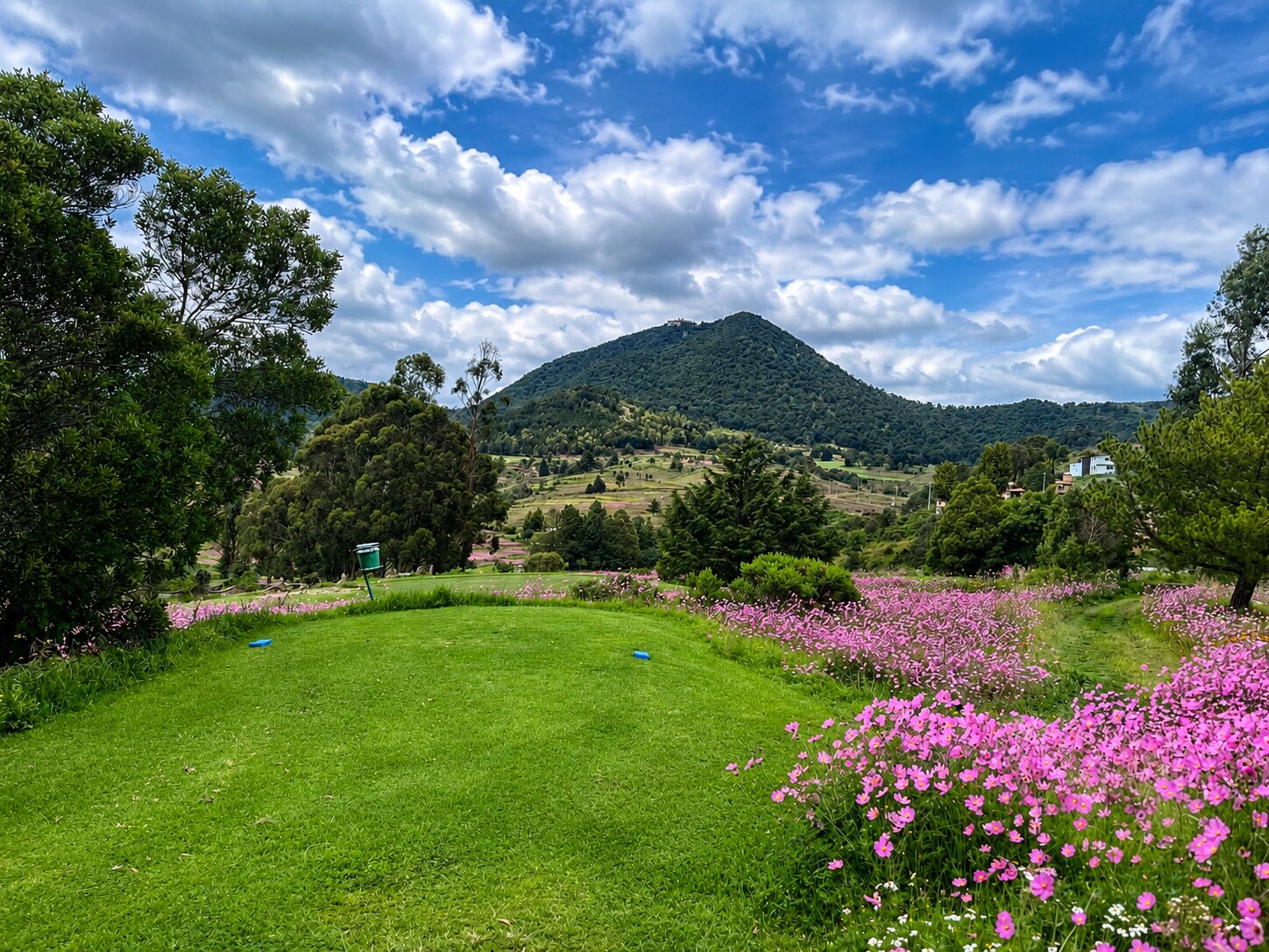 Campo de flores silvestres rosas con montañas boscosas al fondo dentro de La Purísima